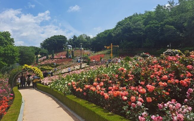 장미 축제