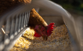 닭띠 2025년 운세