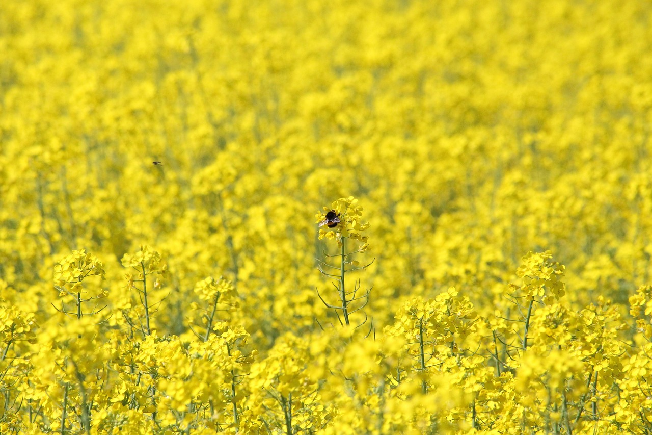 토지이용계획확인원 인터넷 발급방법
