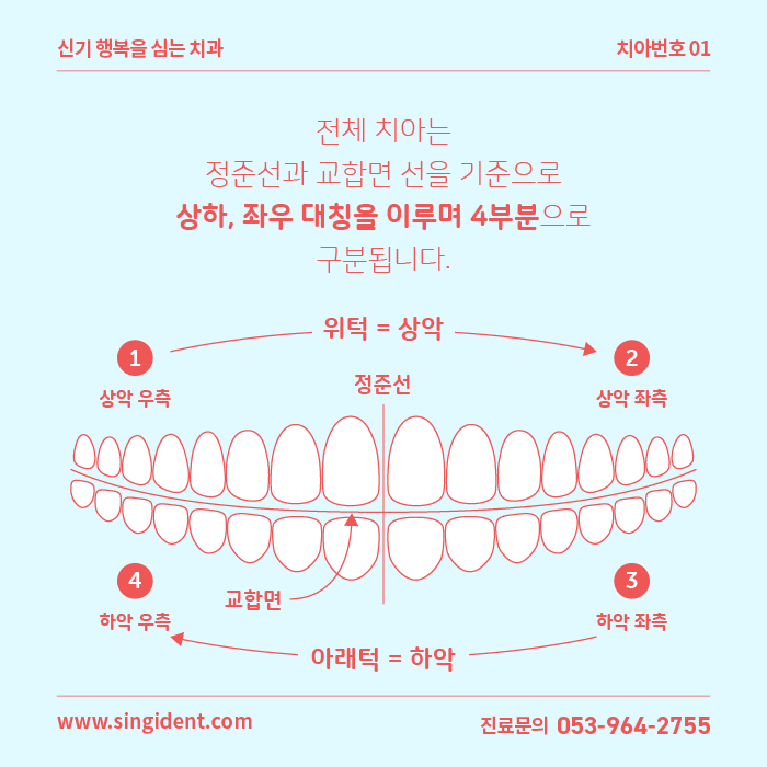 정중선과 교합면을 중심으로 4등분