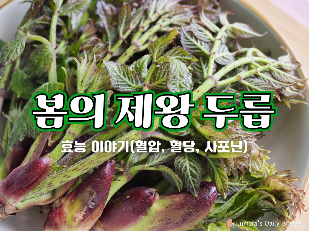 봄의제왕 두릅의 효능