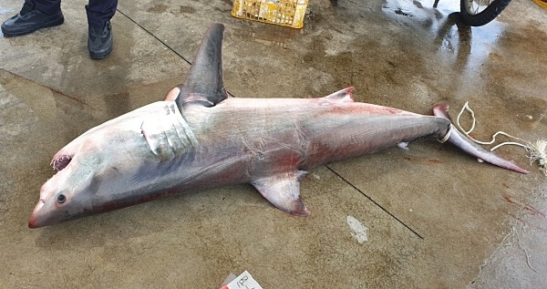 속초 앞바다 백상아리