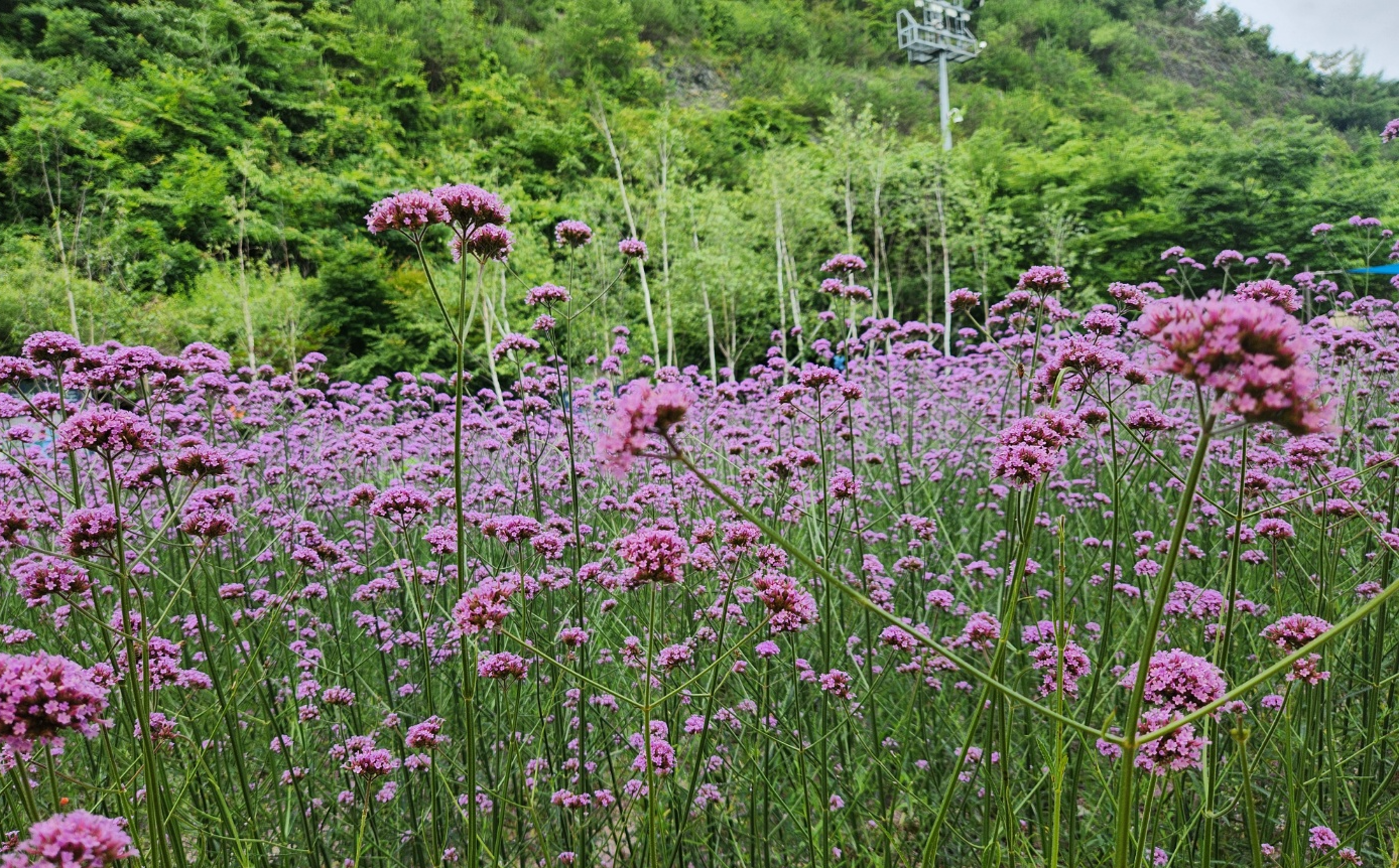 곤지암 리조트 위치 &amp; 가는 방법