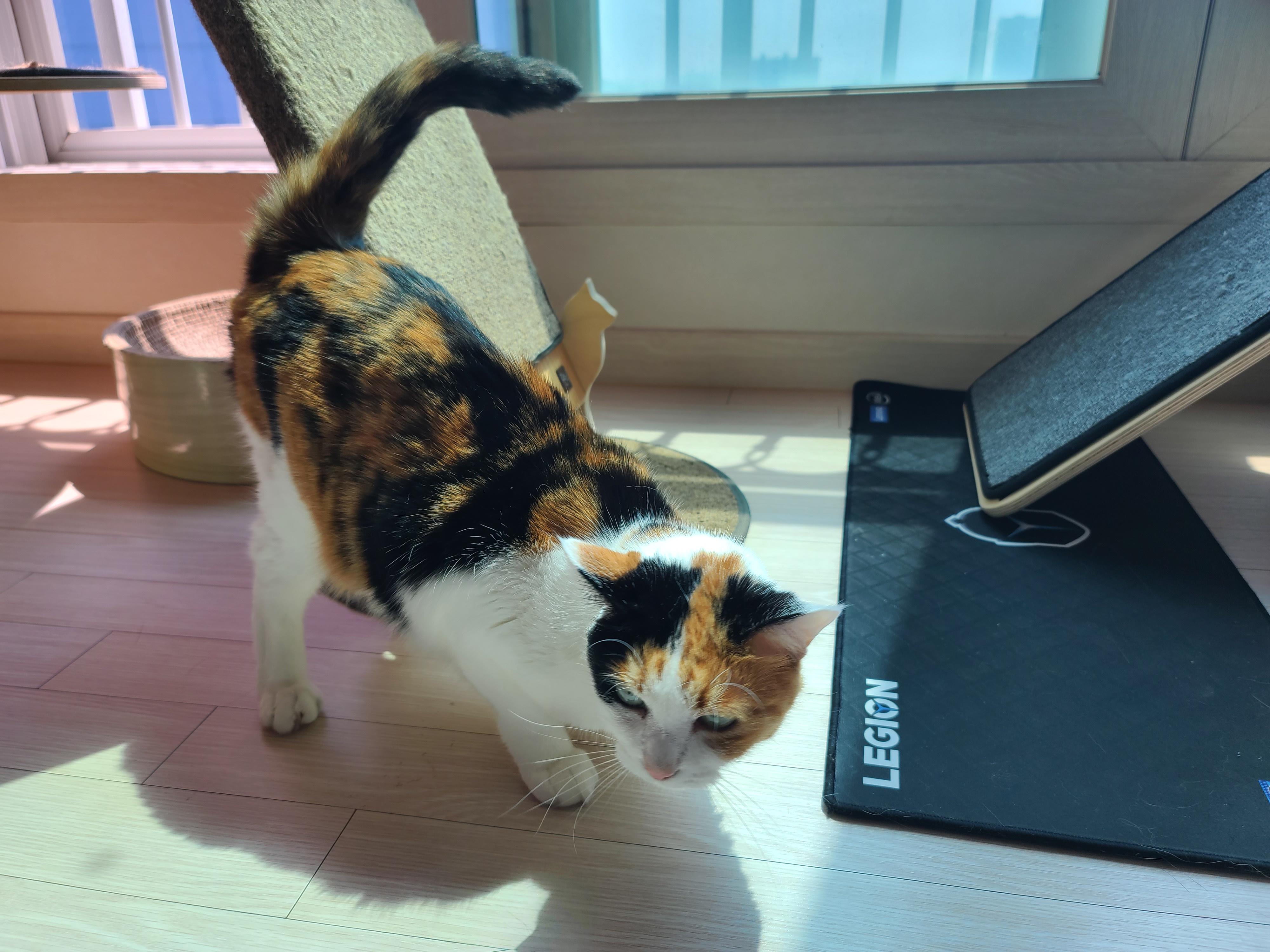 일요일 아침. 봄햇살에 기분이 좋은 고양이들.