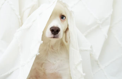 사시 치료의 필요성이 있다.