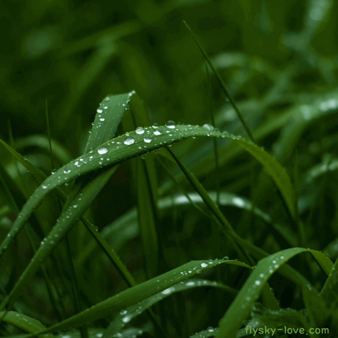 팔마로사 (Palmarosa)