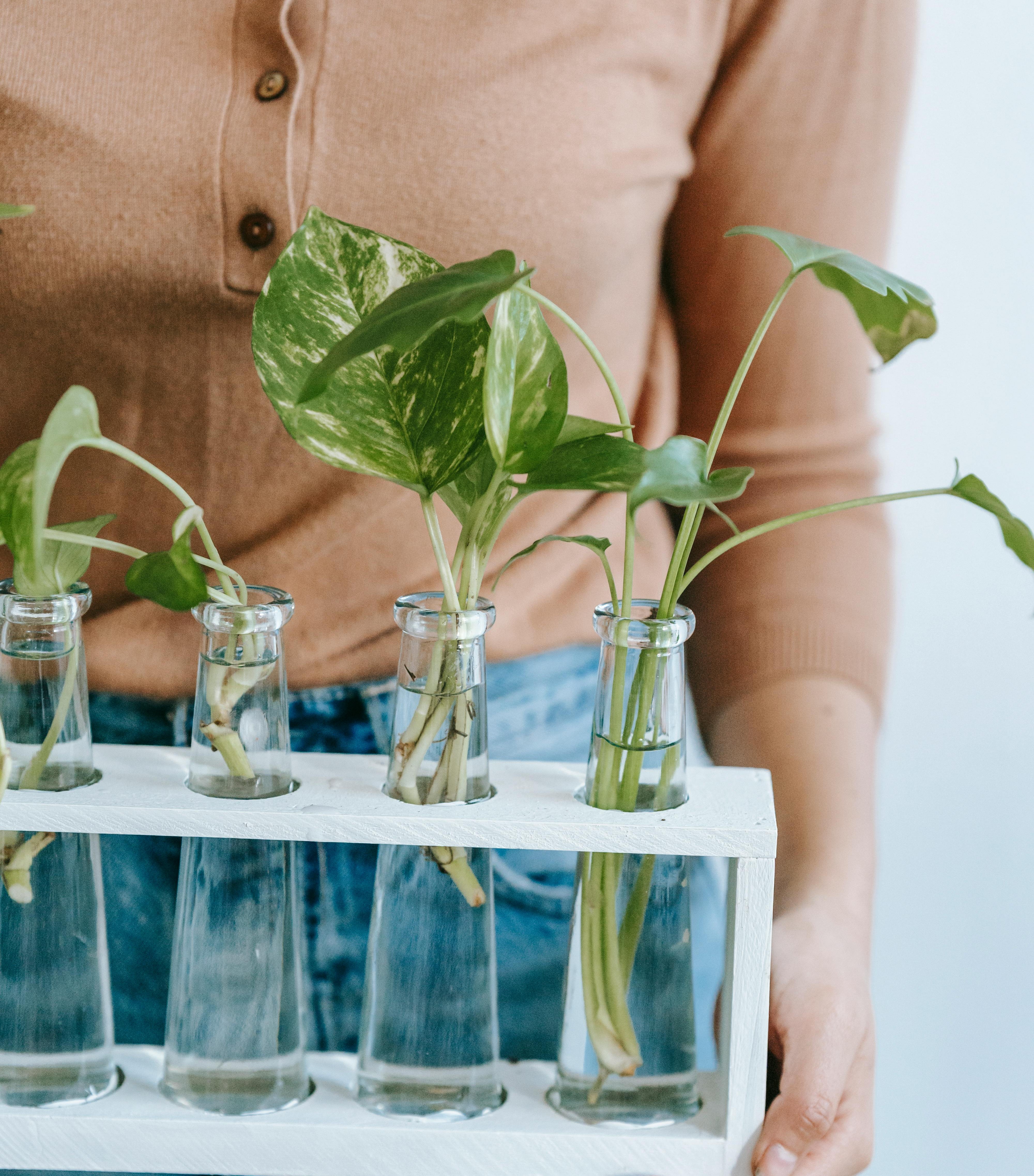 무늬 몬스테라(Variegated Monstera) 번식