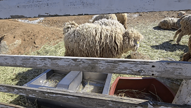 대관령 하늘목장 평창가볼만한곳 횡계가볼만한곳 .체험비.입장료 먹이주기 체험장