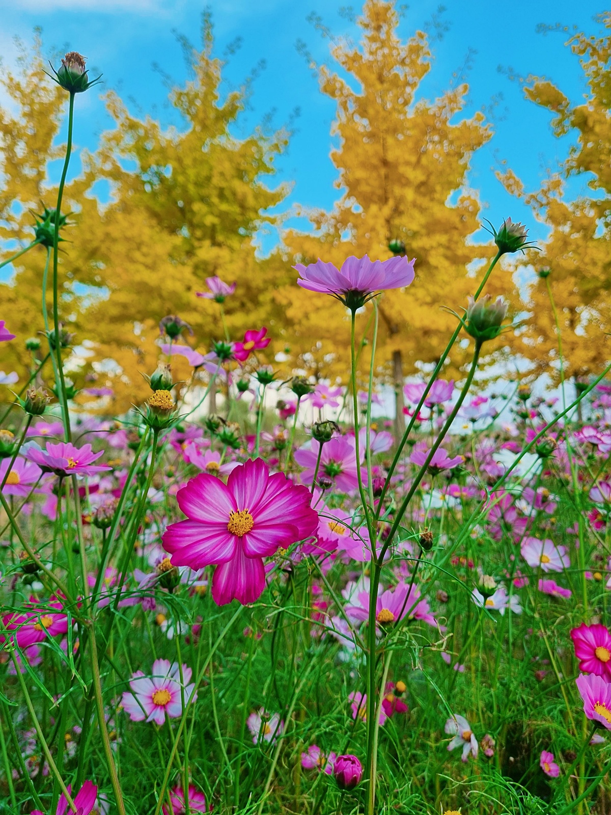 핑크뮬리부터 은행나무길까지&amp;#44; 드림파크 야생화공원 가을 축제와 산책