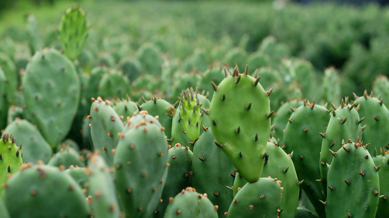 햇빛 없이 키우는 식물 – 그늘에서도 잘 자라는 실내 식물