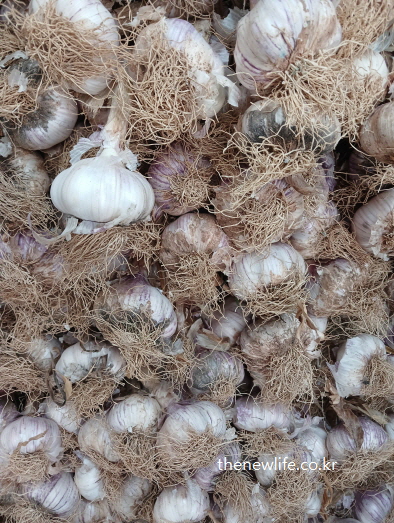 건조가 끝난 통마늘 다발 – 생마늘의 자연 숙성과정 후 저장용으로 묶어둔 실제 모습