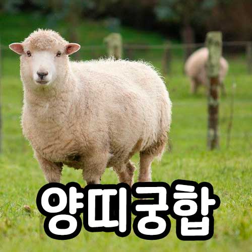 양띠 궁합 썸네일