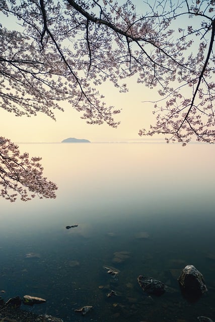 벚꽃 개화시기