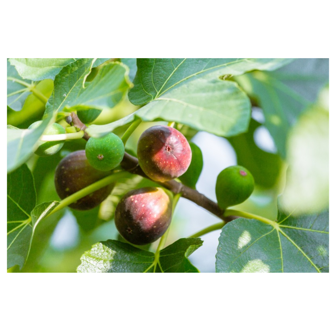 무화과와 관련된 사진입니다.