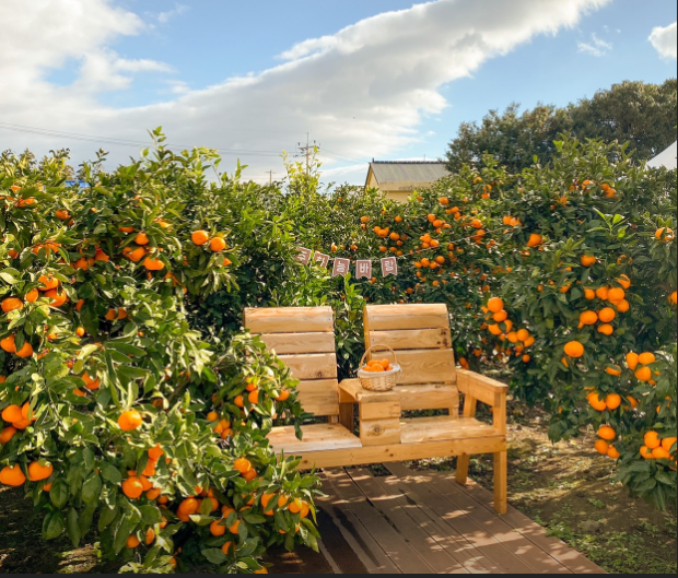 제주하늘바람 감귤