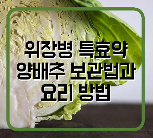 양배추 보관법과 요리방법