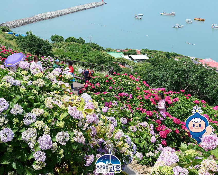 전남 고흥 쑥섬 수국 여행, 섬 전체가 수국 정원인 곳