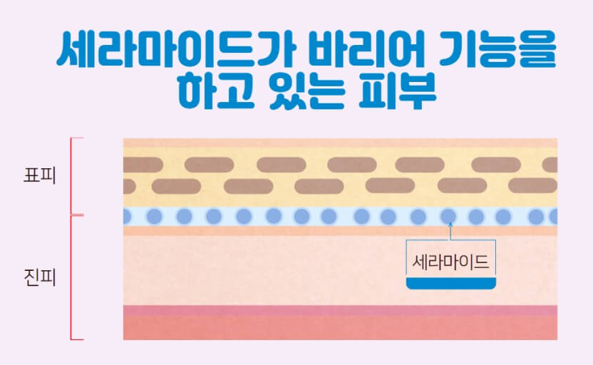 피부 장벽 강화 성분