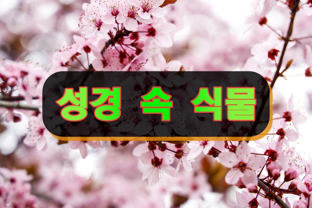 성경 속 식물 목록