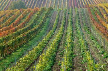 스마트팜 혁신, 도심 옥상에서 시작되는 미래 농업 이야기