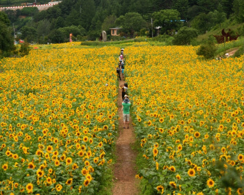 태백 해바라기 축제_7