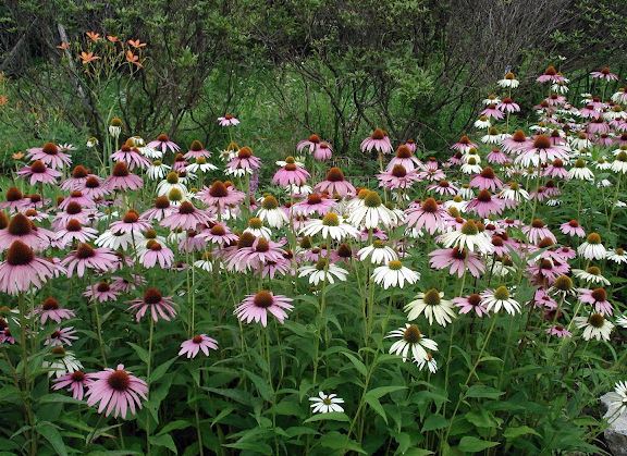 에키나시아-효능