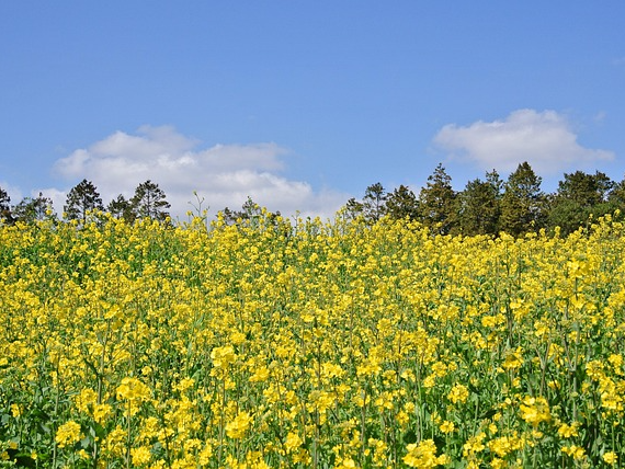 제주도 혼자 여행