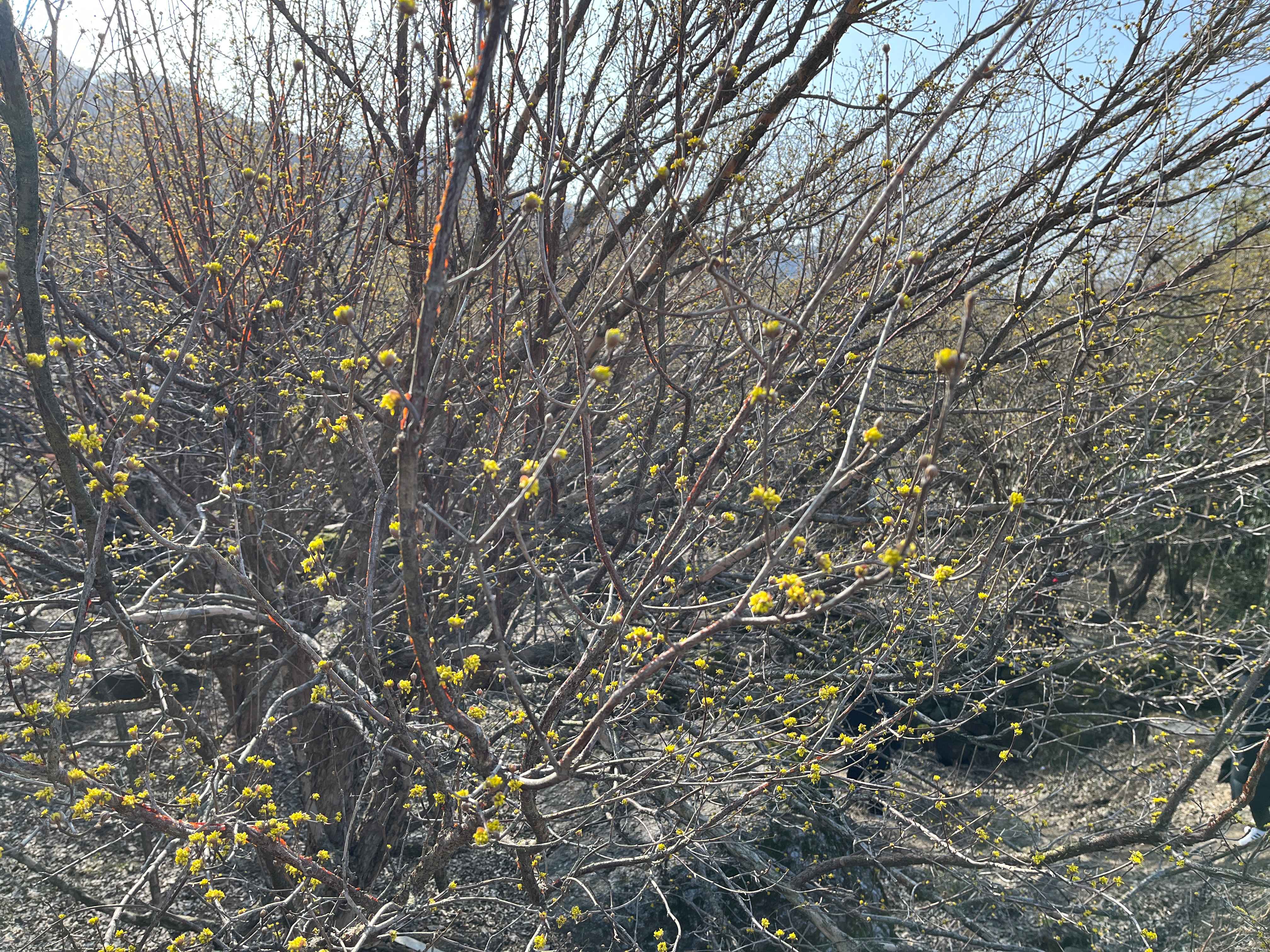 구례 산수유마을