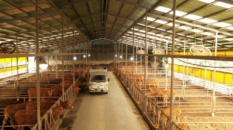 한국인의밥상 보령 한우농장 내부모습