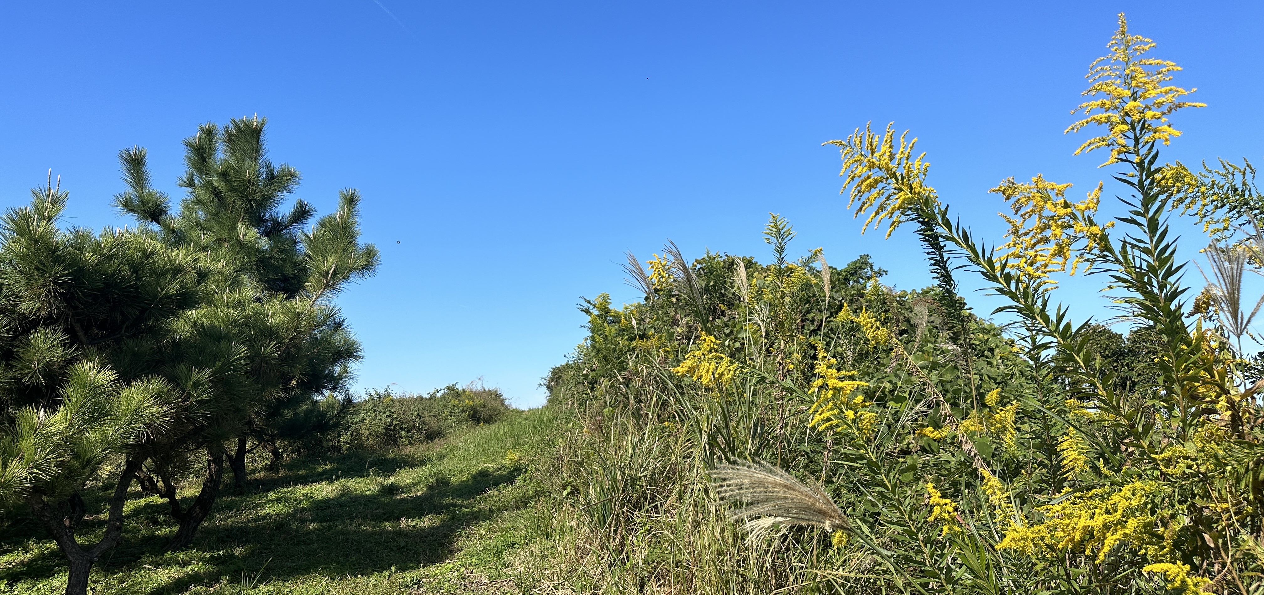 오드싱오름 산책로 