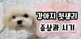 강아지 생리 기간 주의 사항_20