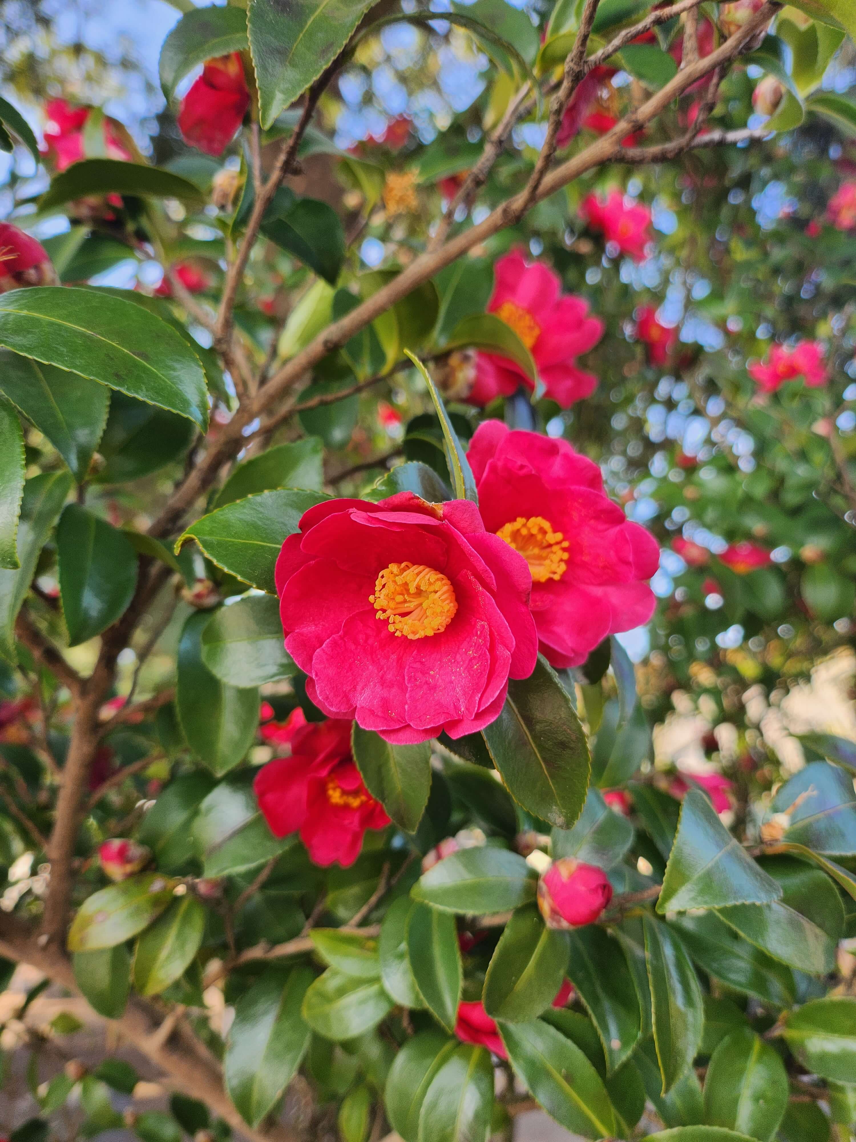 제주도 관광지도