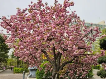 겹벚꽃 개화시기 숨겨진 명소_5