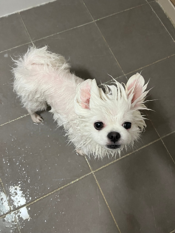 포메라니안_꾸마