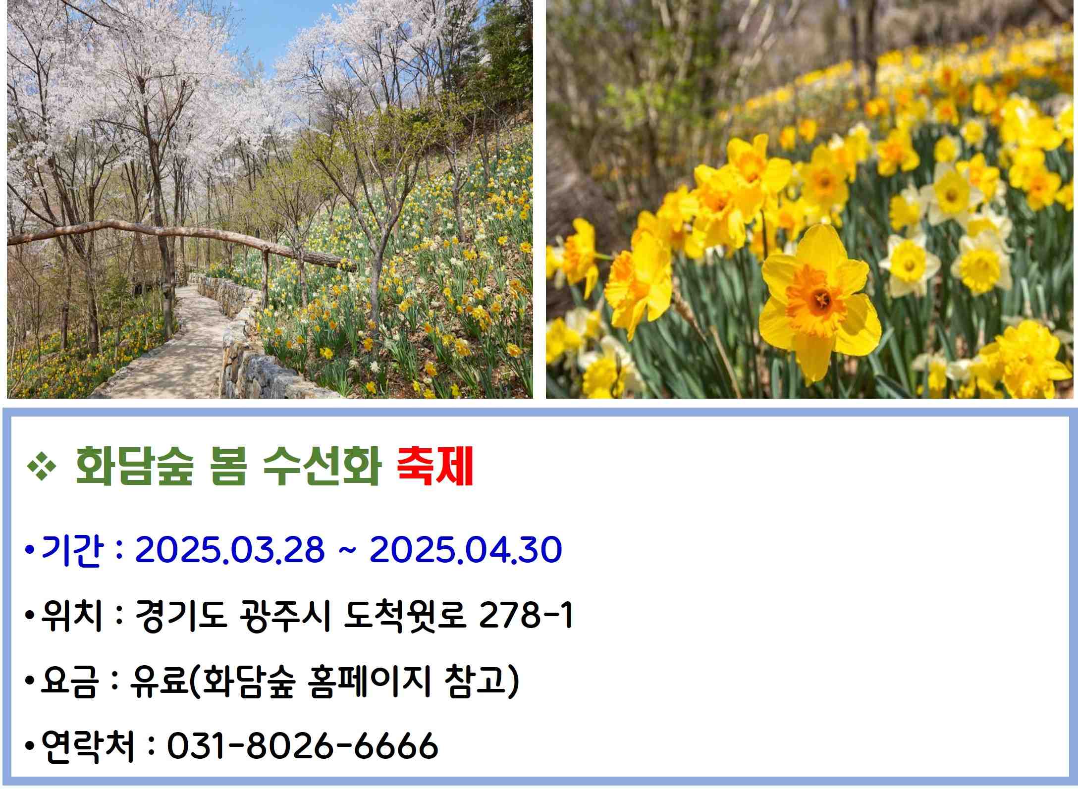 화담숲 봄 수선화 축제