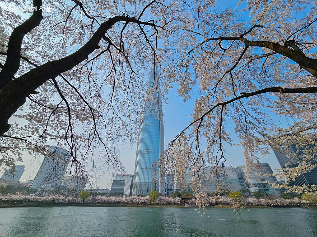 송파구 잠실 석촌호수벚꽃축제 기본일정과 프로그램 소개