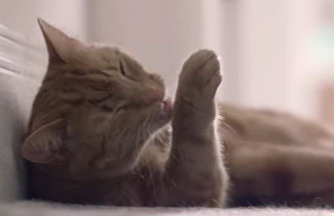 반려묘가 앞발을 핥고 있는 장면
