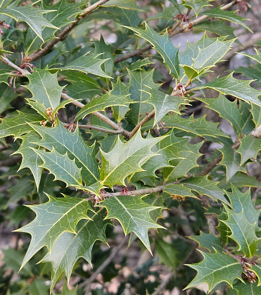 호랑가시나무 잎2