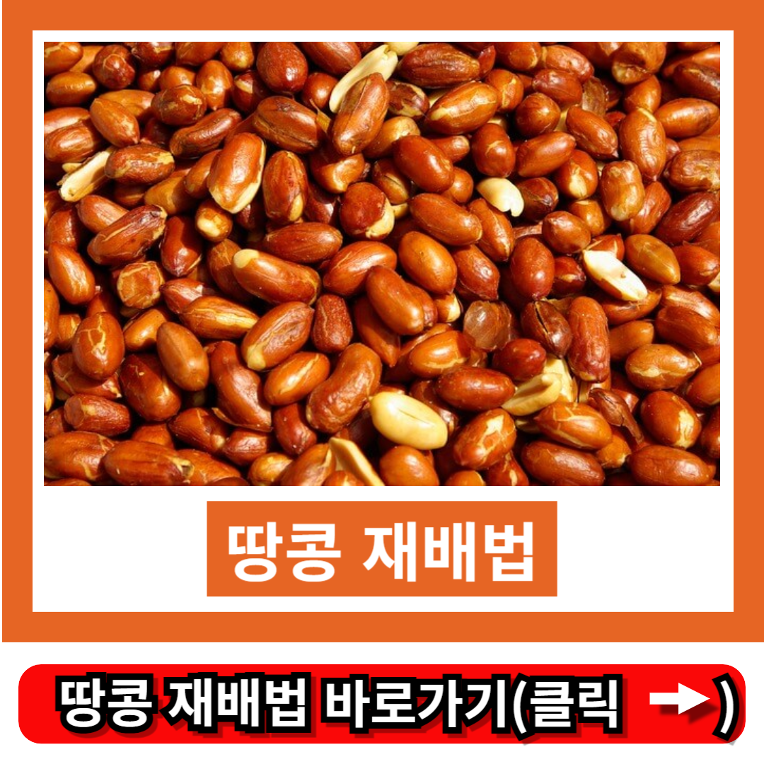 땅콩 재배법