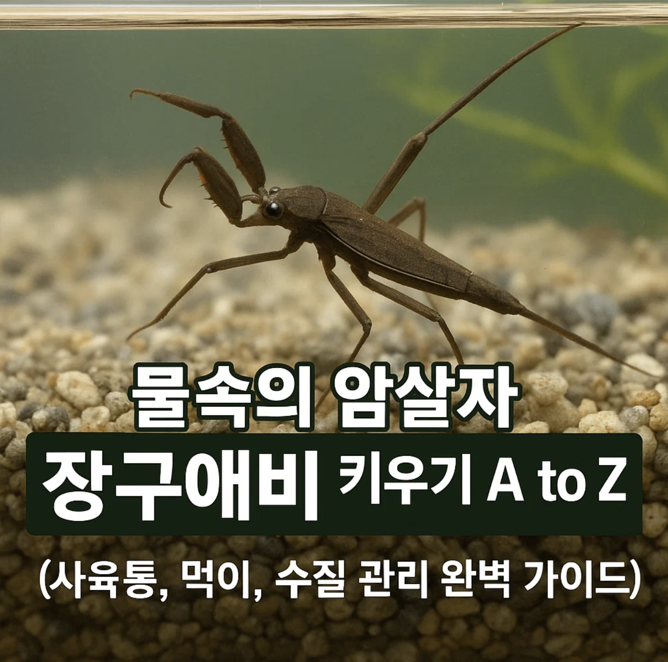 물속의 암살자 장구애비 키우기 A to Z (사육통, 먹이, 수질 관리 완벽 가이드)