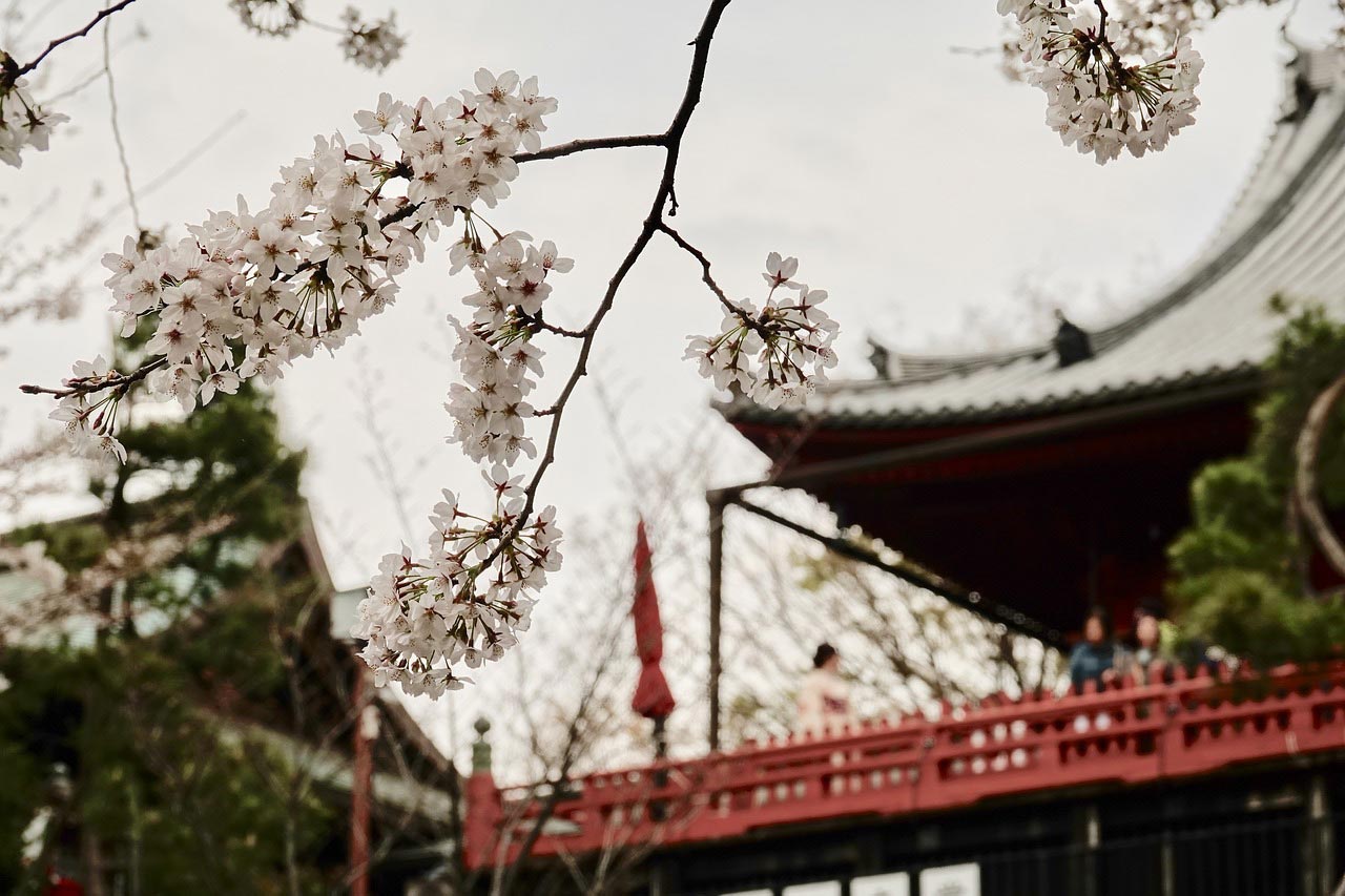 일본 도쿄 우에노 공원 (사진출처 pixabay)