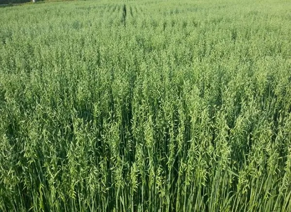 귀리 재배 봄 파종 배수 관리 비료량 조절_3