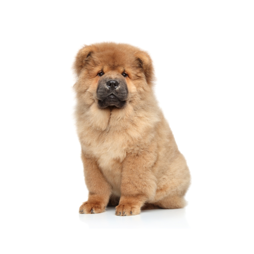 강아지 나이 계산법과 이에 따른 건강 관리법 알아보기