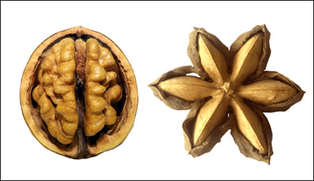 호두&amp;#44; 사차인치