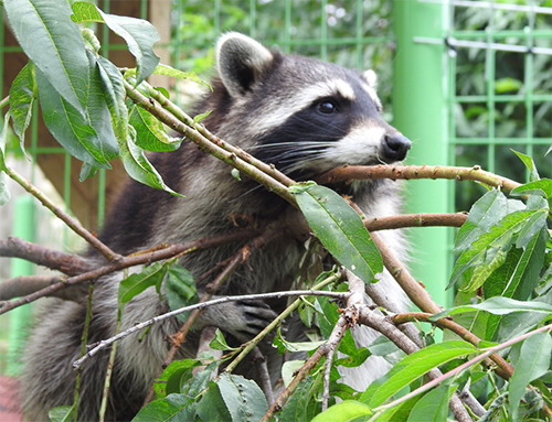 아침고요가족동물원2