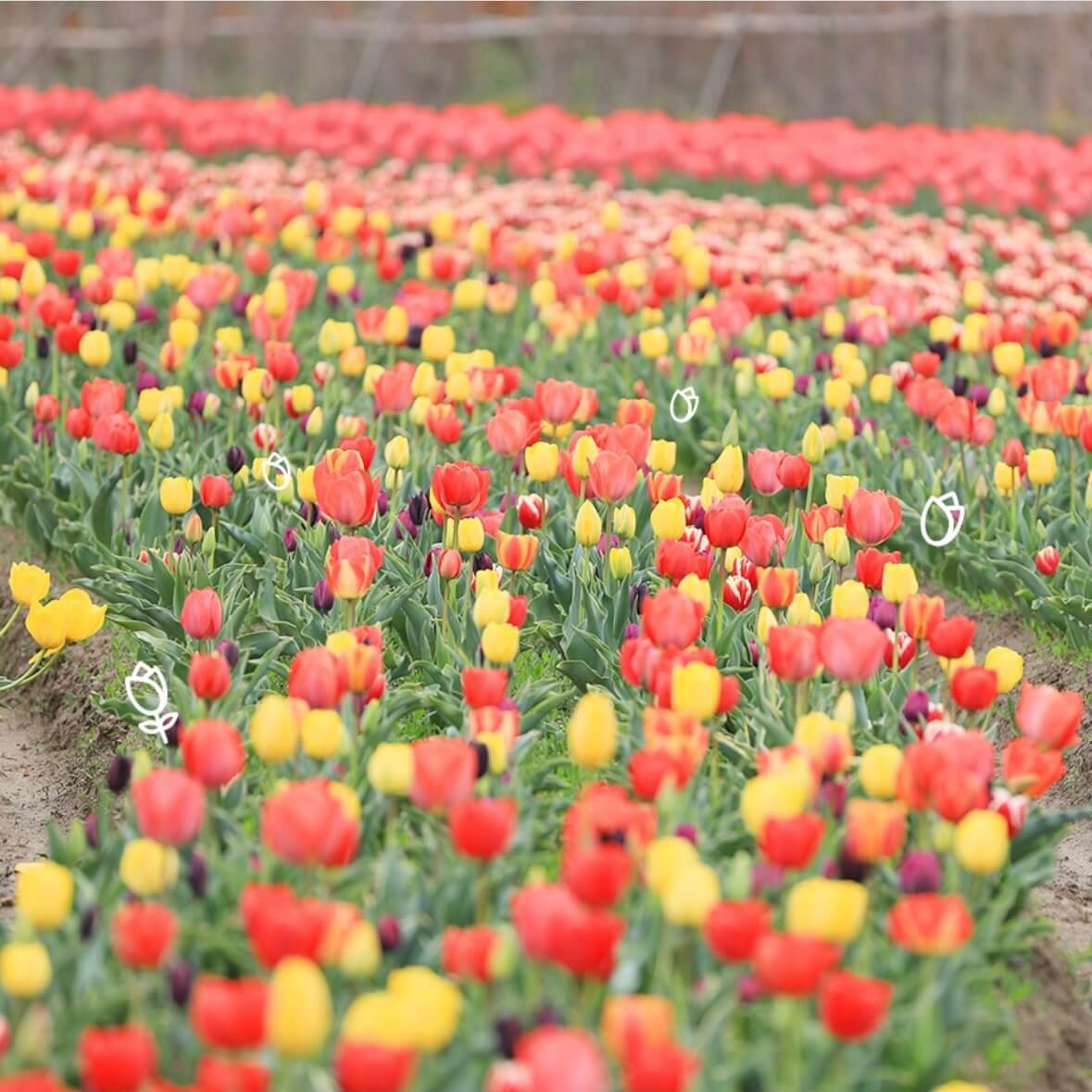 임자도 튤립축제기간