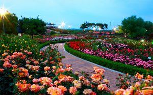 곡성세계장미축제