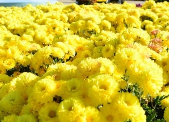 가을에 피는 꽃 종류 해바라기-국화