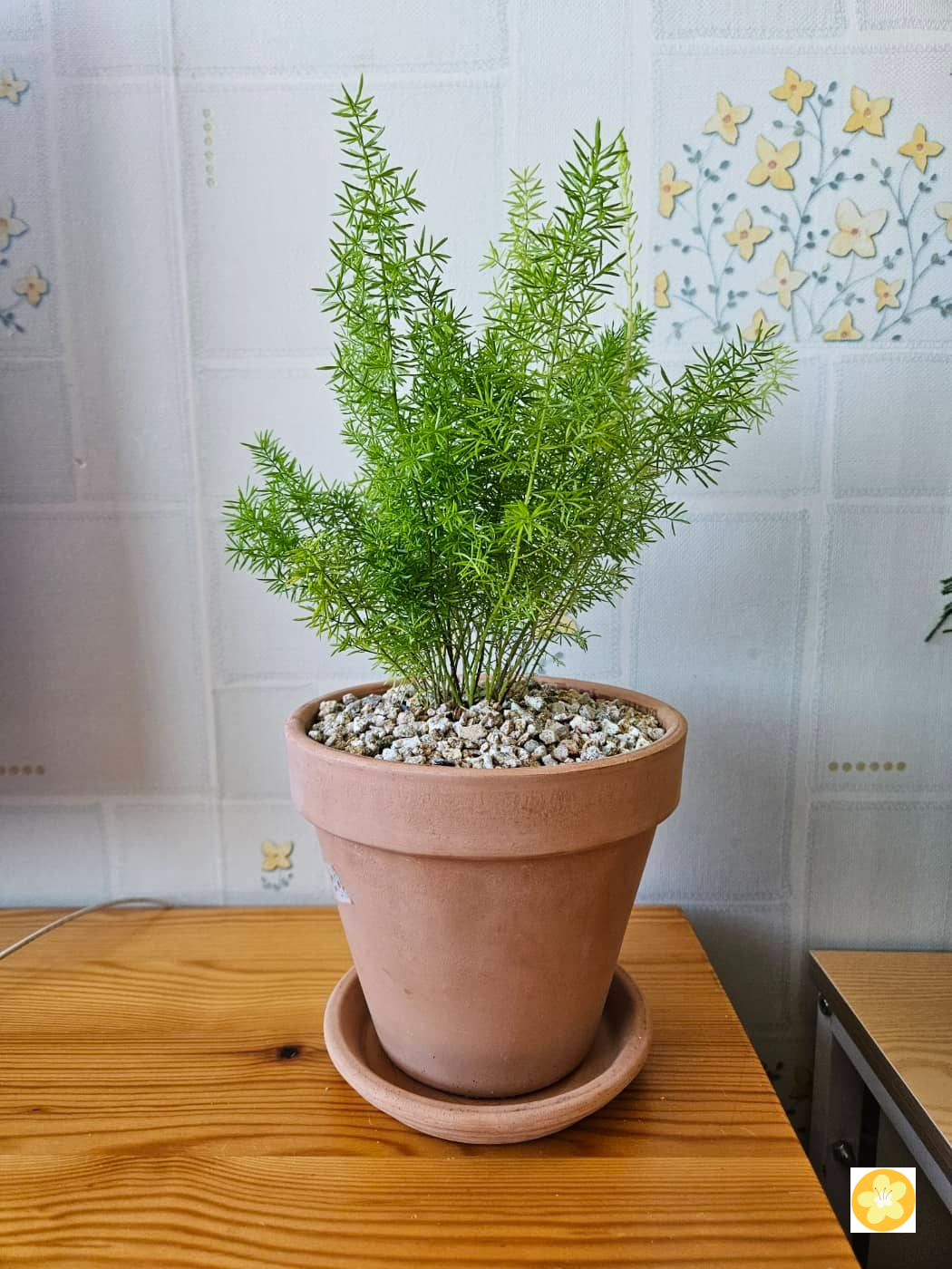 아스파라거스 메이리