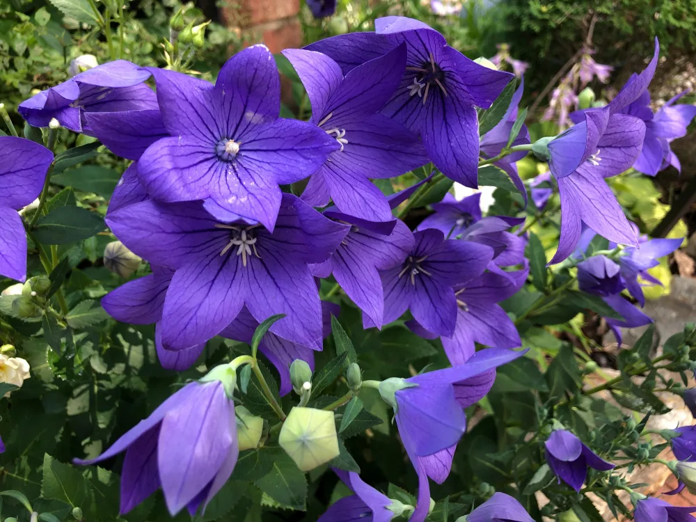 보라색-도라지꽃-사진